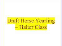Yearling Halter Class